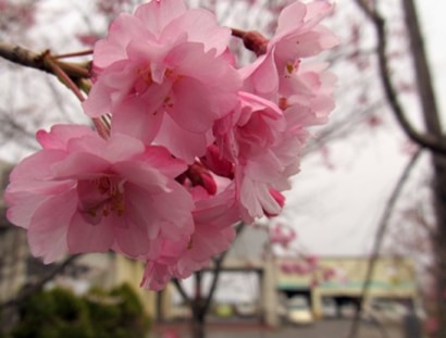 鶴松園の桜